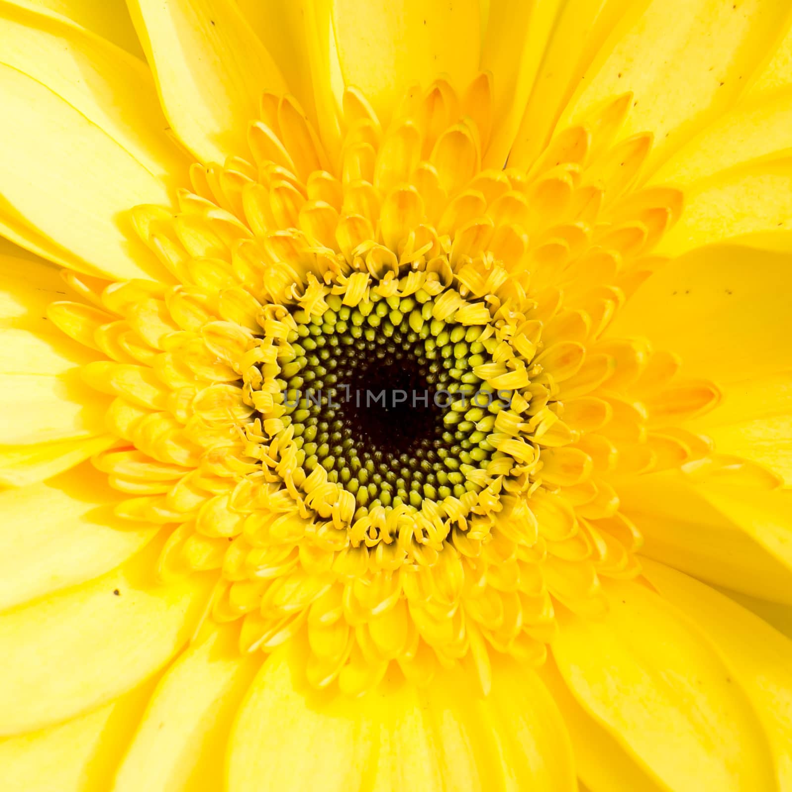 close-up of sunflower. by art9858