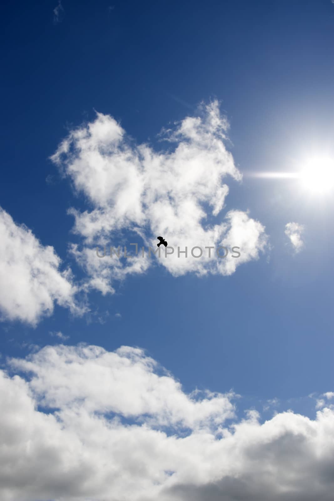 single bird flying in the beautiful cloudy blue sky in Ireland