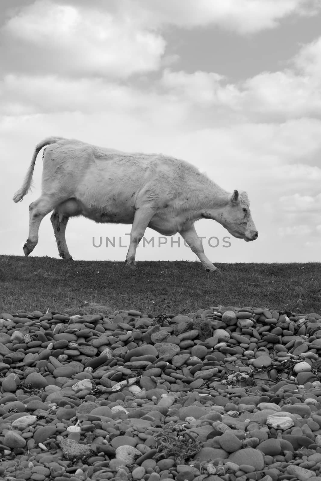 lone cow feeding off the green grass of county Kerry Ireland on the wild atlantic way in black and white