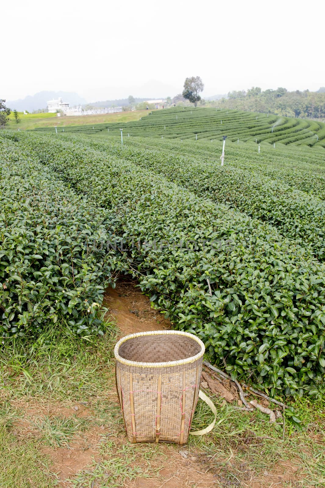 Green tea field and basketfor collected green tea leavesgreen tea plantation landscape