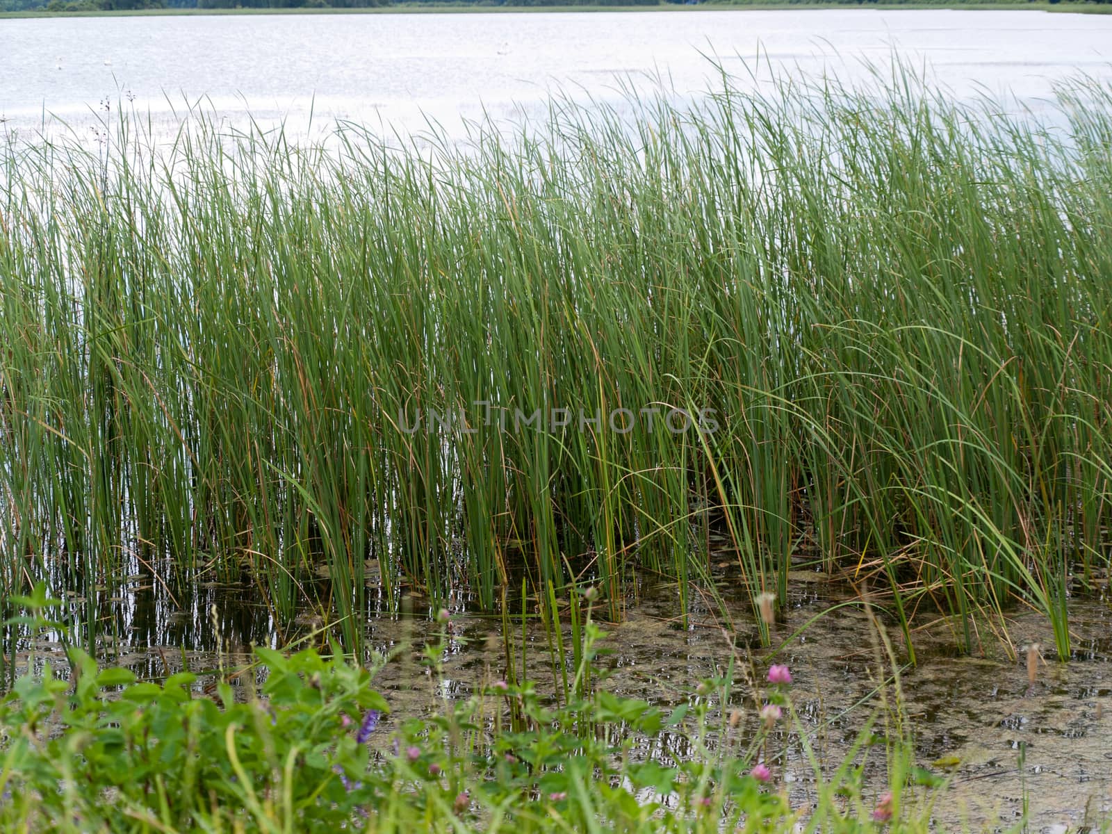 Beauty landscape with lake in summer day