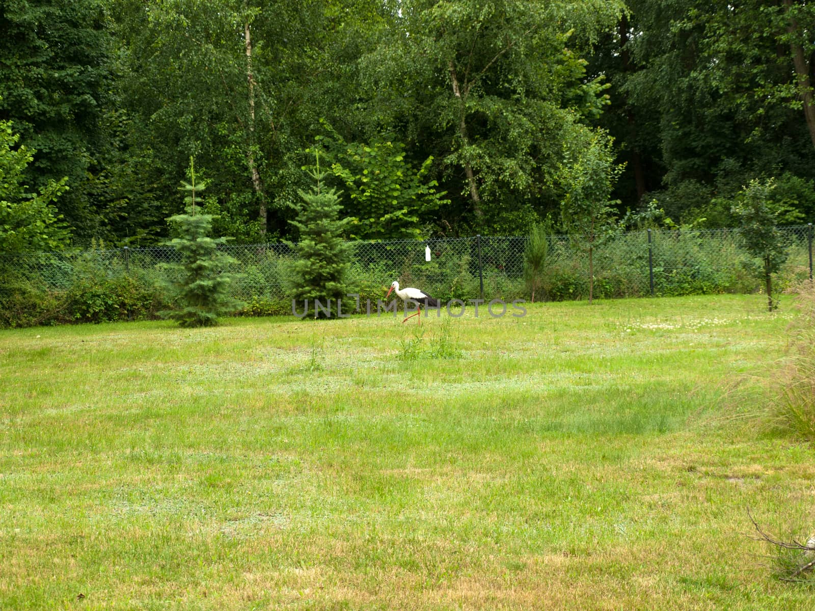 The  stork looking for food in the meadow.