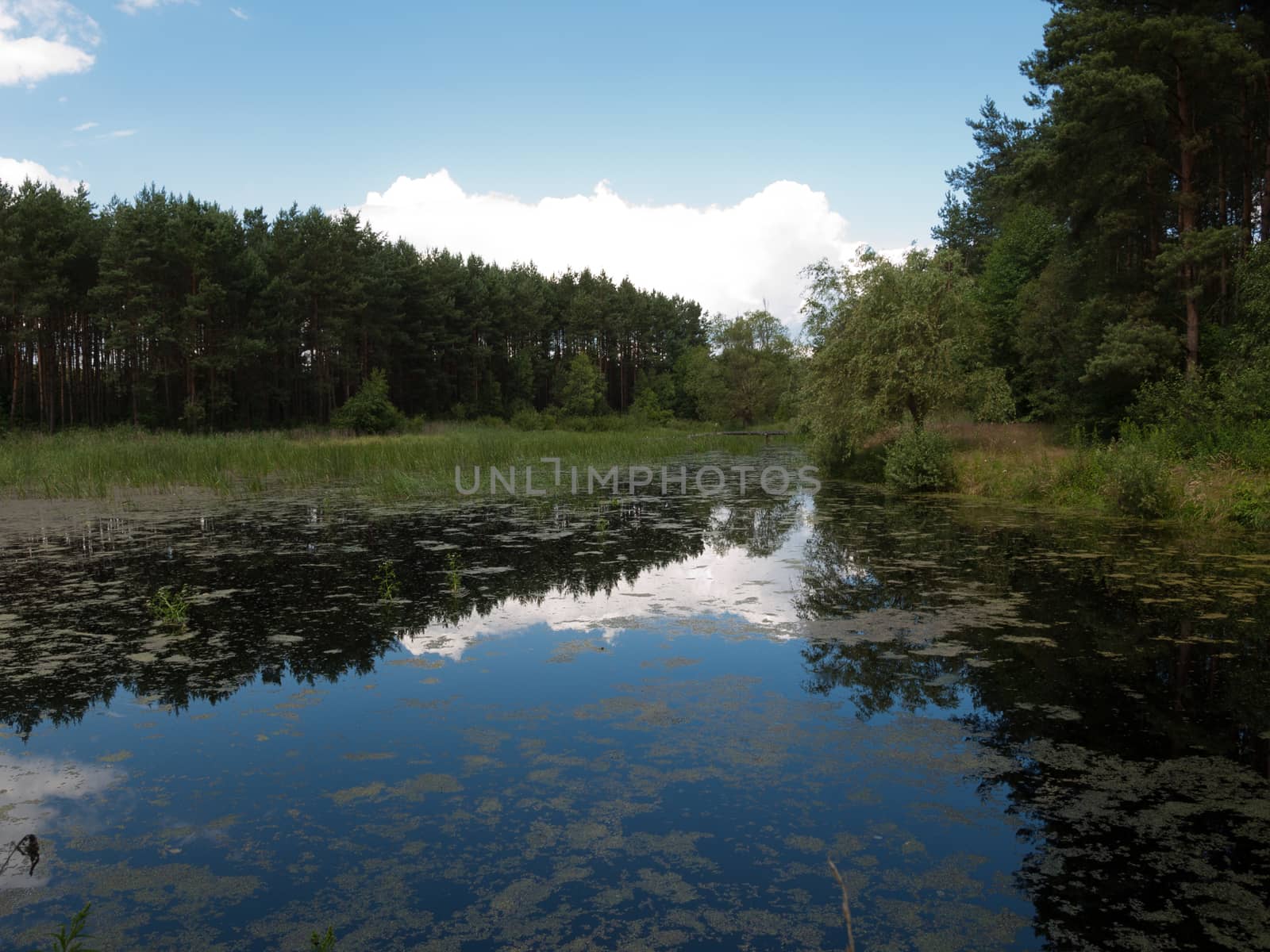 Beauty landscape with lake in summer day