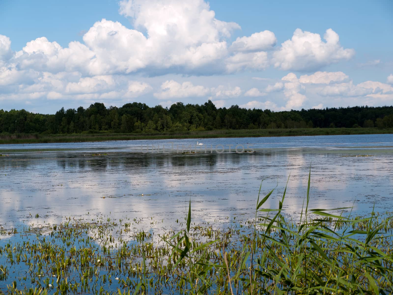 Beauty landscape with lake in summer day