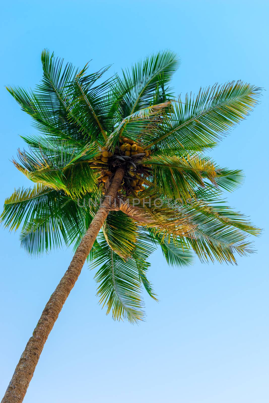 top of a coconut tree against the sky by kosmsos111