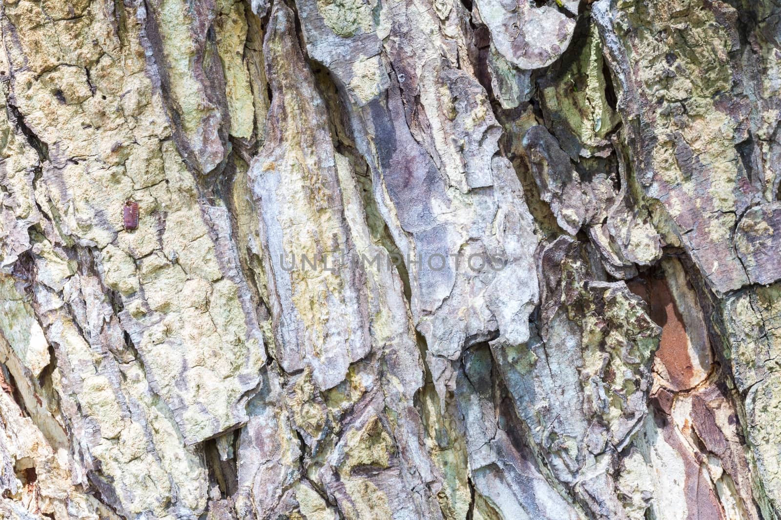 Old Wood Tree Texture Background Pattern.