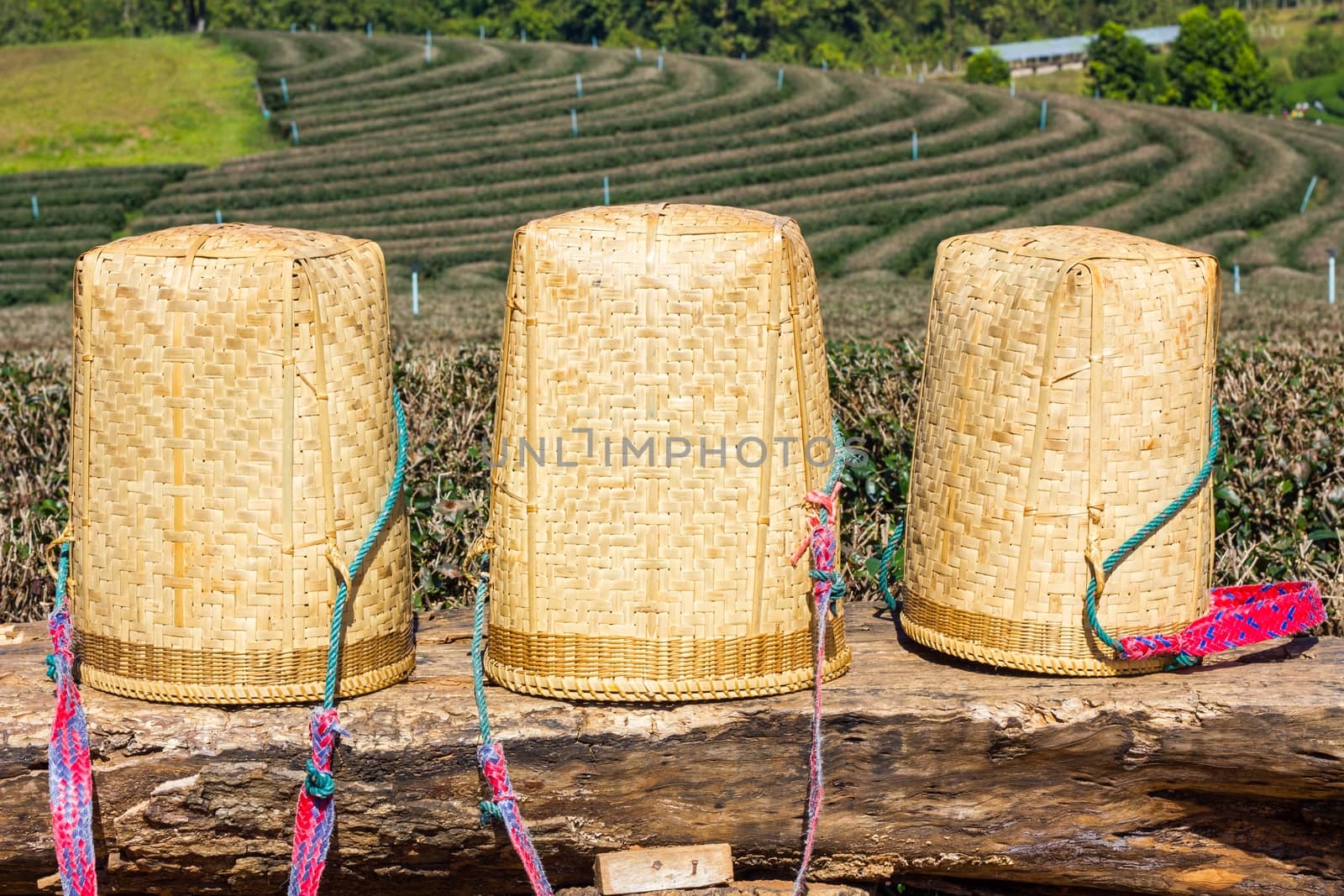 three tea picker bags or basket on big log.
