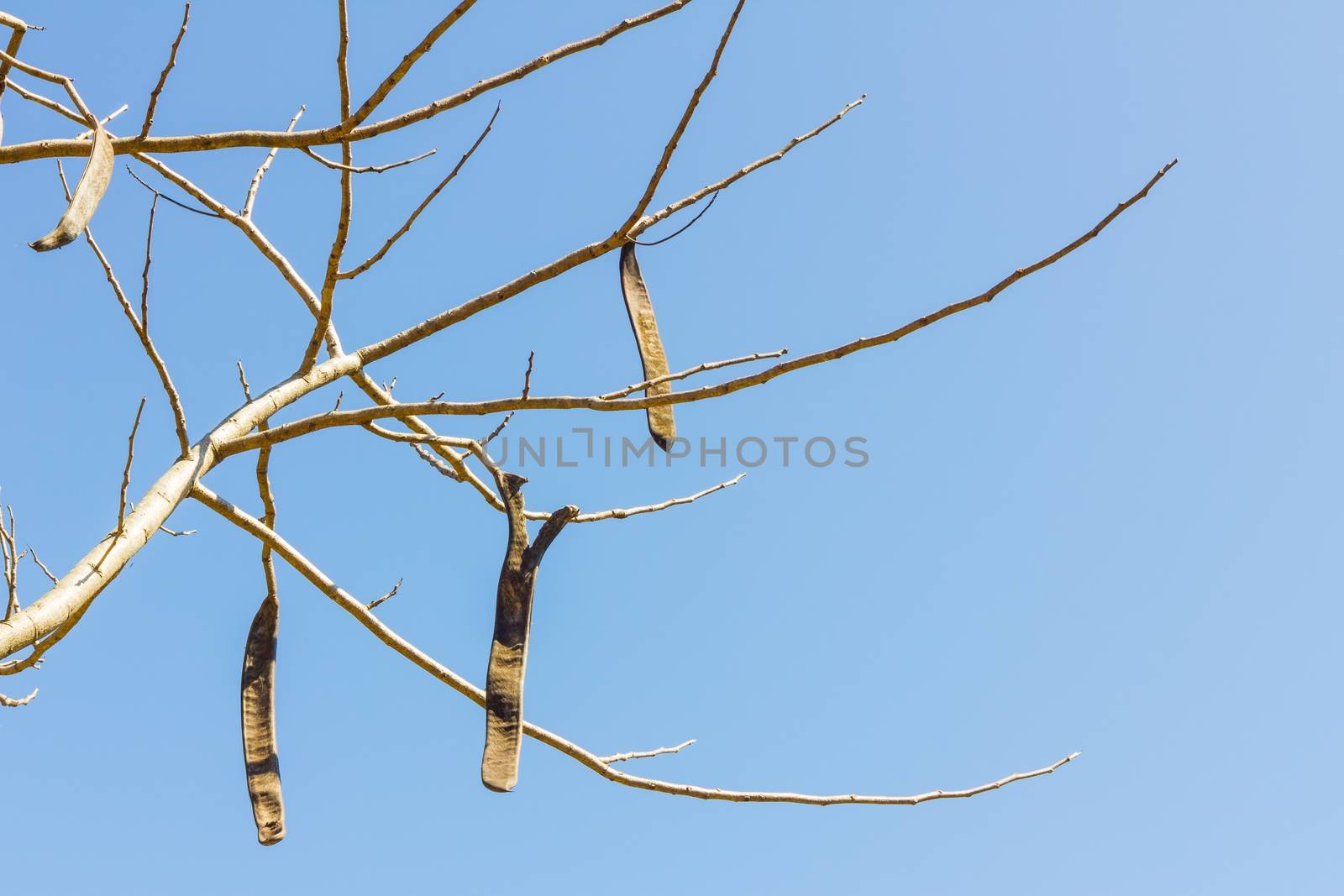 Tree branches without leaves against the blue sky