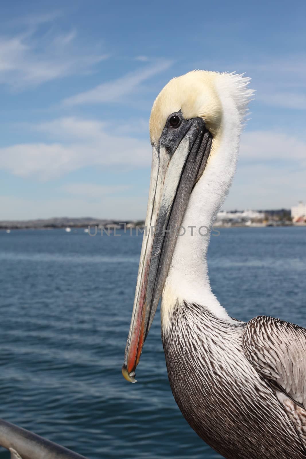 Grey pacific pelican with blue sky and water in the background.