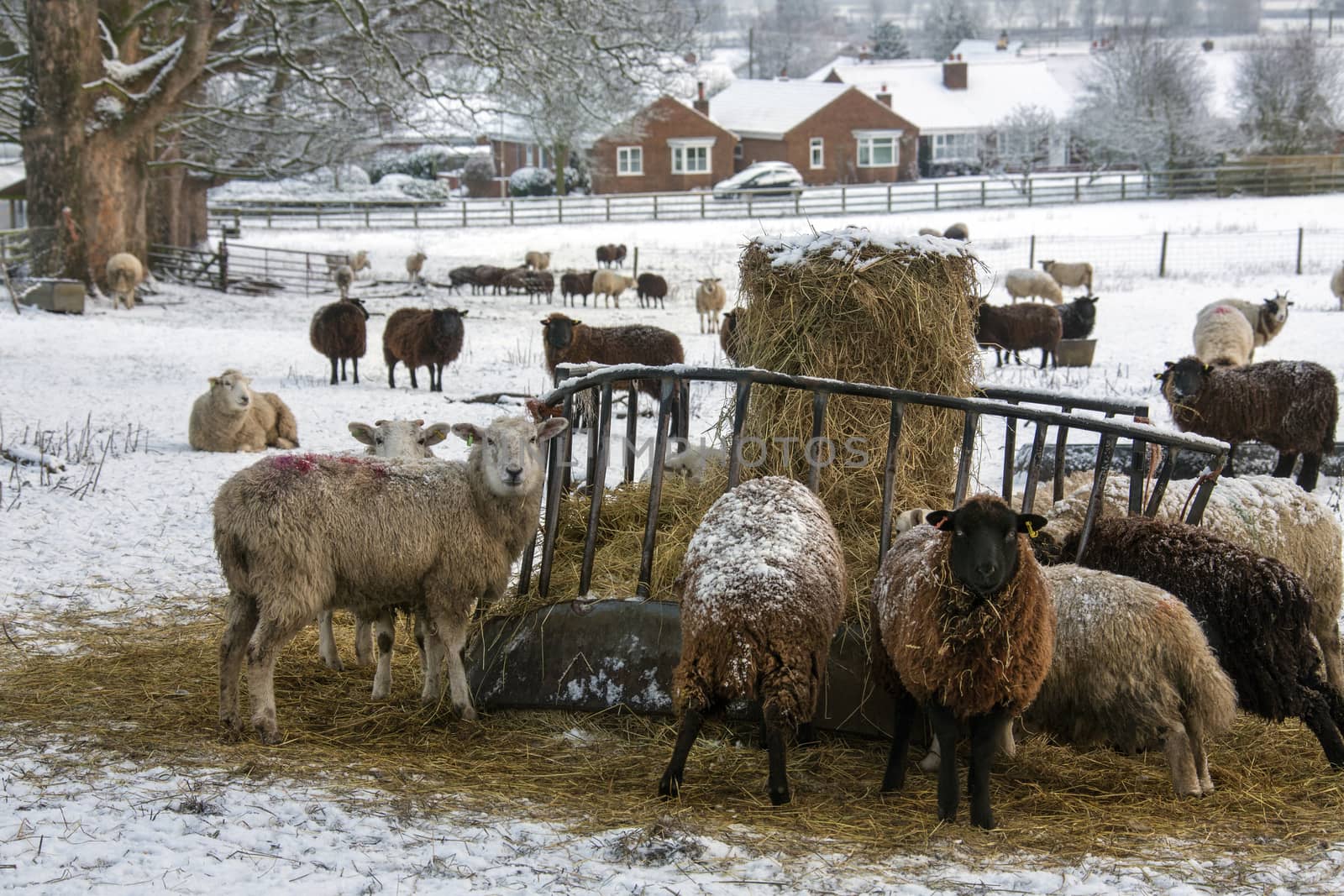 Farming - Livestock feeding in winter snow in North Yorkshire in the United Kingdom