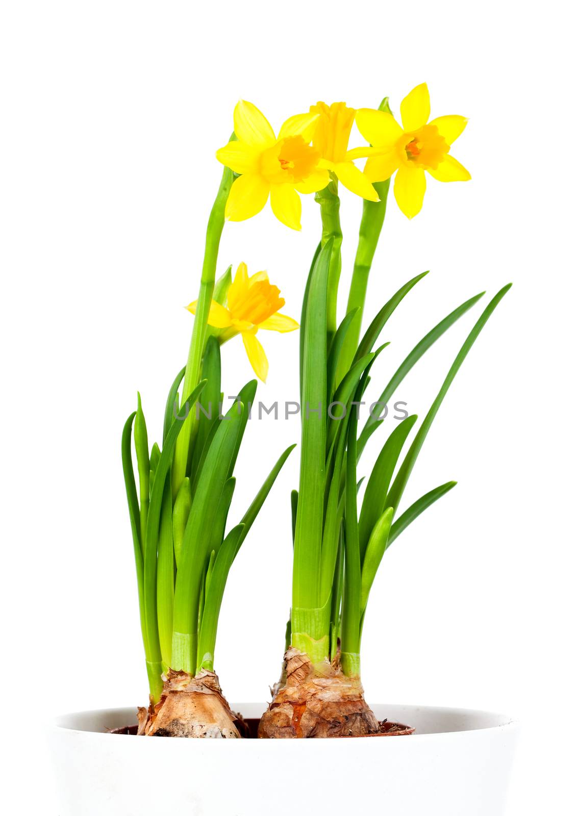 Daffodils (Narcissus) in flower pot