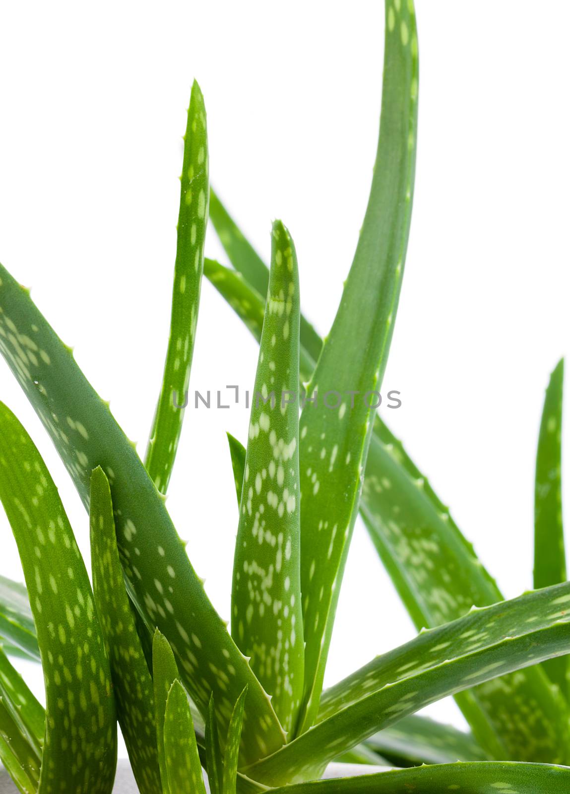 Aloe vera plant isolated on white