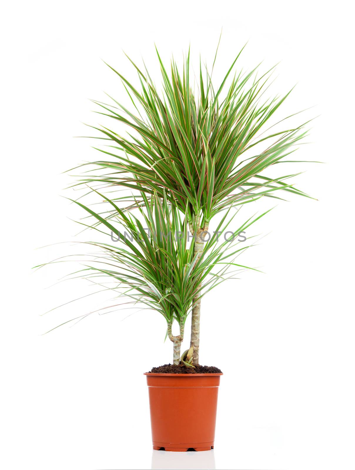 Dracaena in a pot on a white background by motorolka