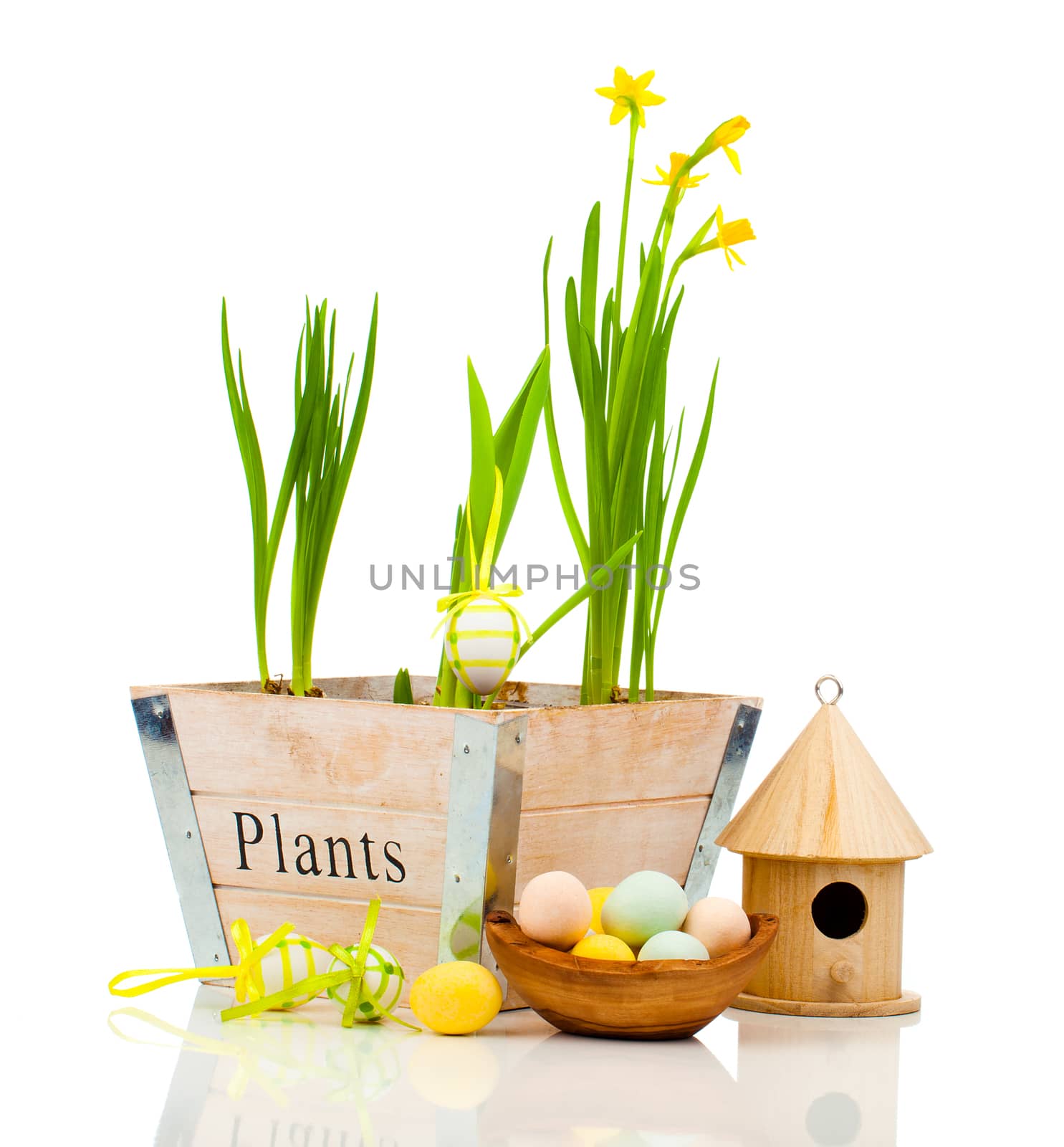 Easter eggs with birdhouse and narcissus flowers, isolated on white background