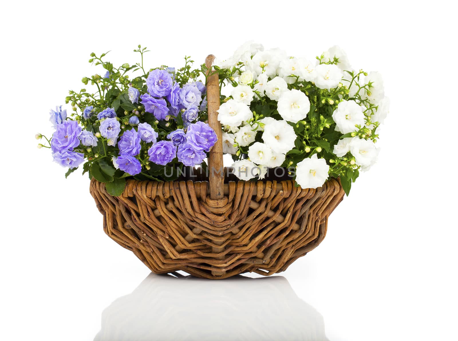 blue and white Campanula terry flowers in the wicker basket, iso by motorolka