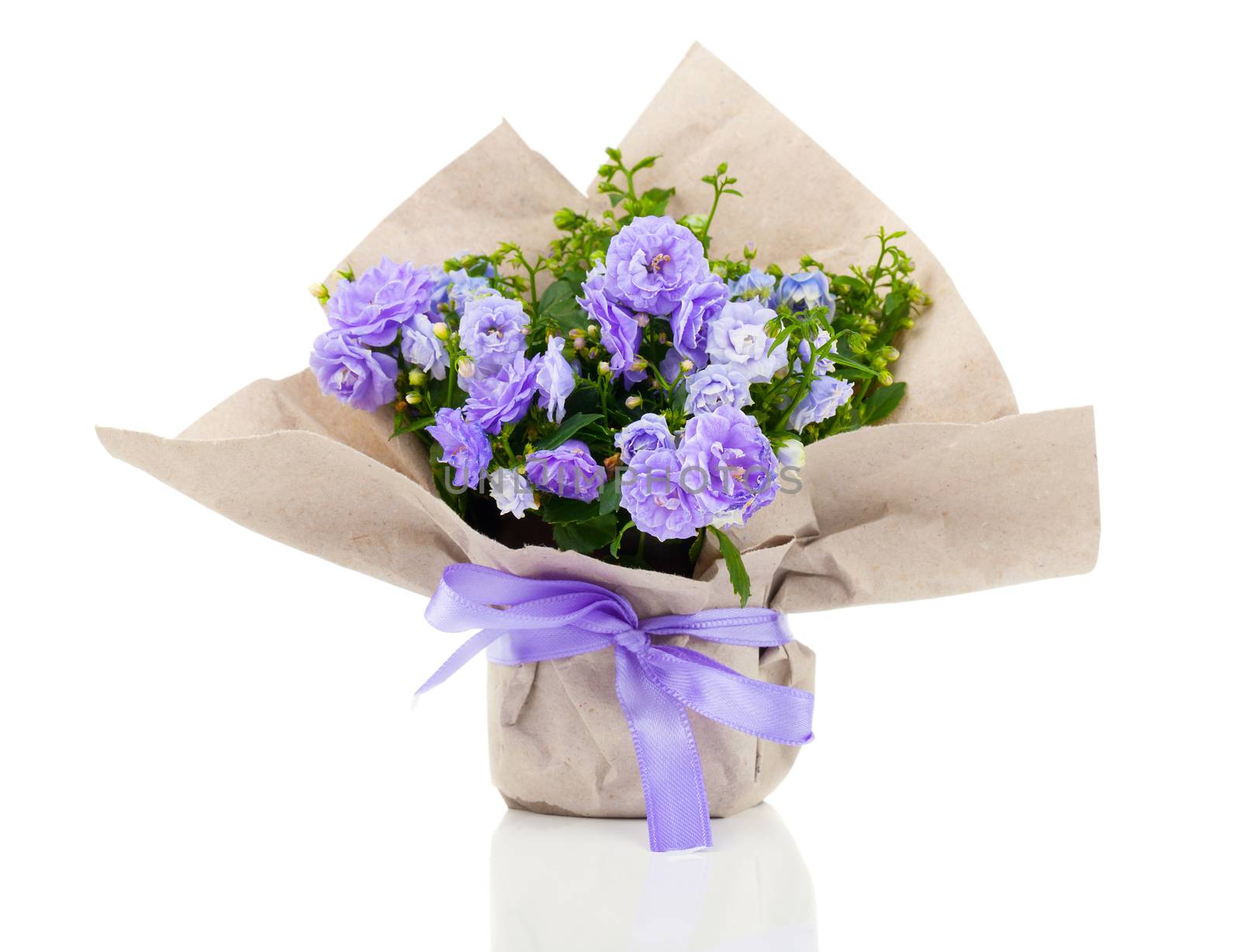 Campanula terry with blue flowers in paper packaging, isolated on white background