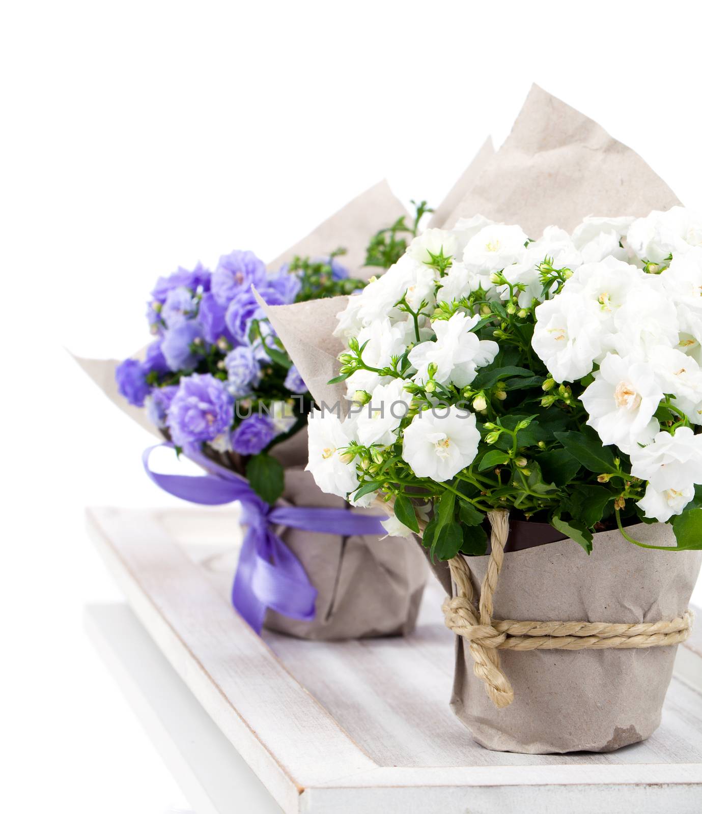Campanula terry with blue and white flowers in paper packaging, isolated on white background