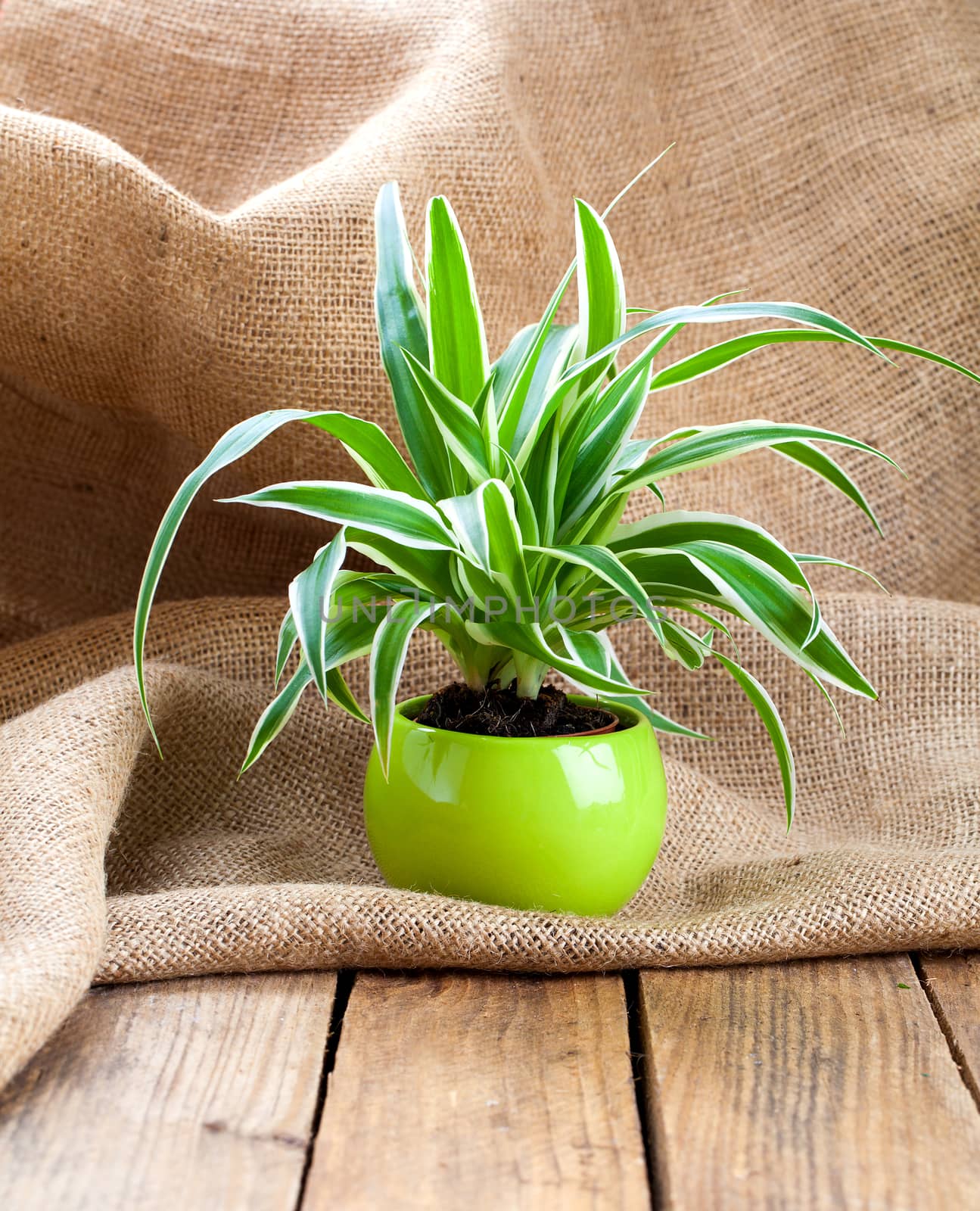 green Chlorophytum  plant in the pot, on sackcloth wooden backgr by motorolka