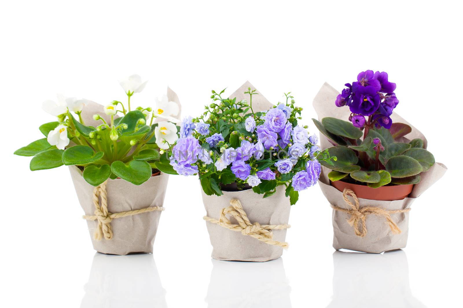 blue Campanula terry, blue and white Saintpaulias flowers in paper packaging, isolated on white background