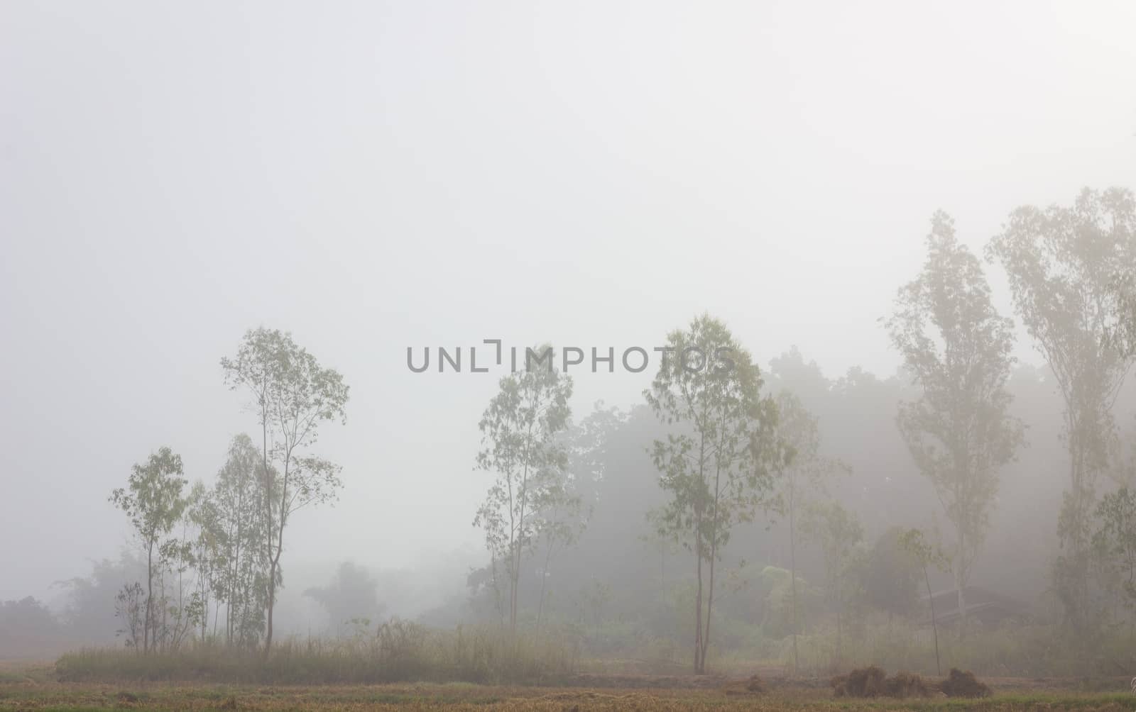 trees in the rice field on a misty winter morning, thailand