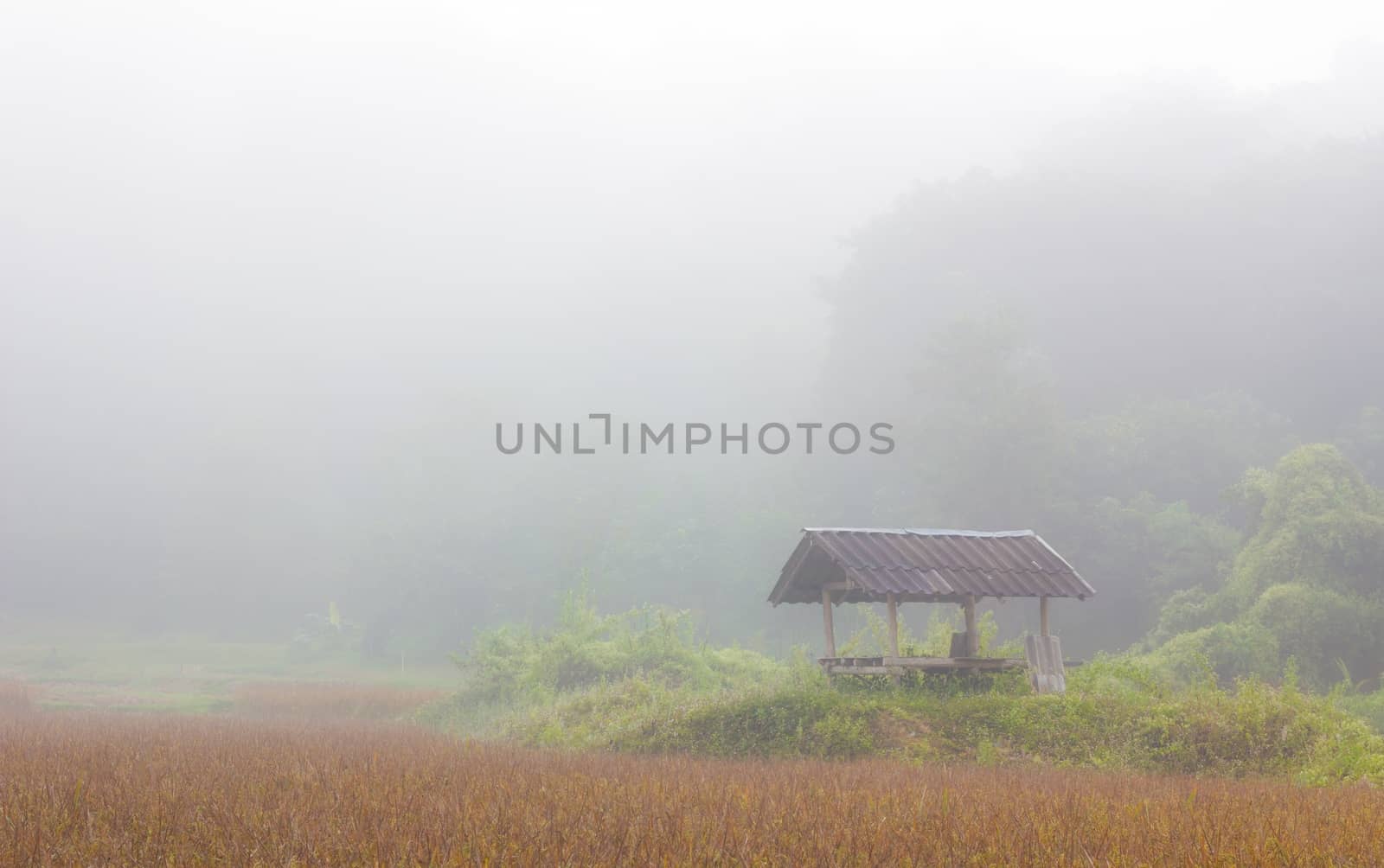 hut in the rice field on a misty winter morning, thailand.