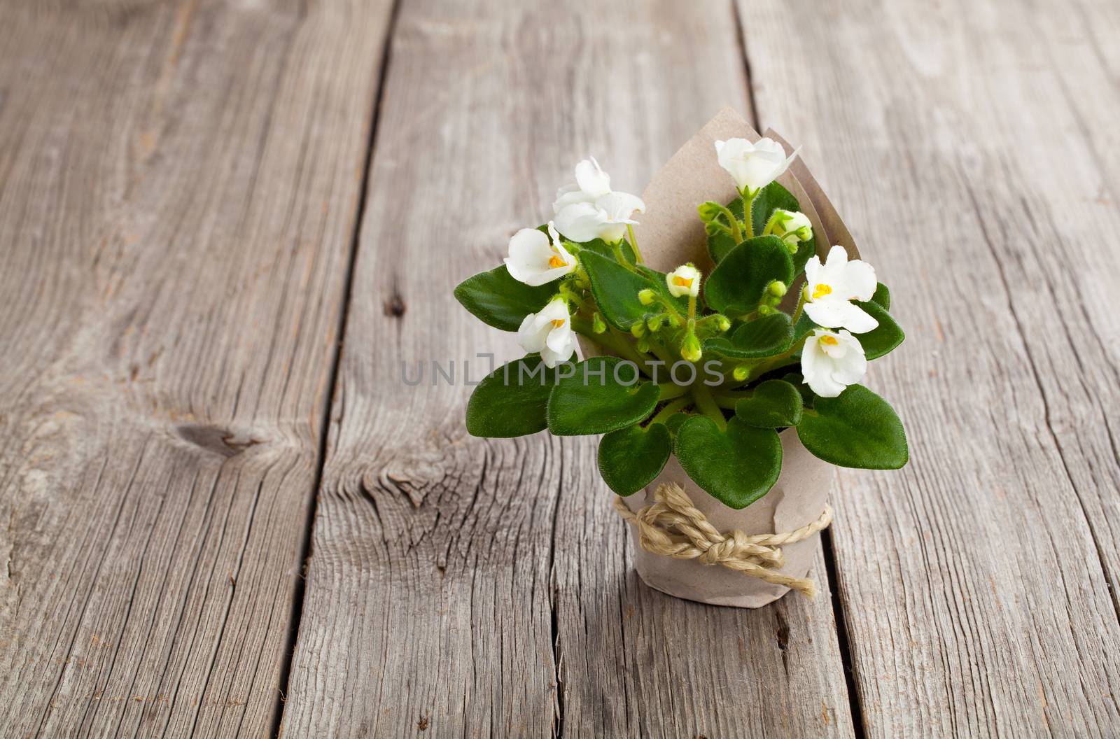 white Saintpaulias flowers in paper packaging, on wooden backgro by motorolka