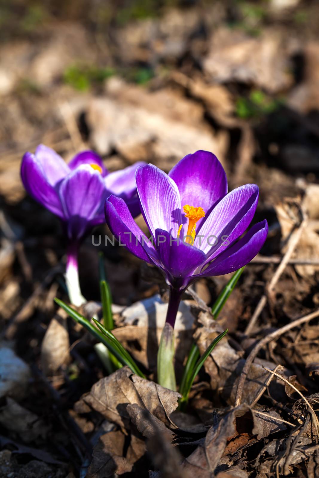 close up purple crocus flowers in spring by motorolka