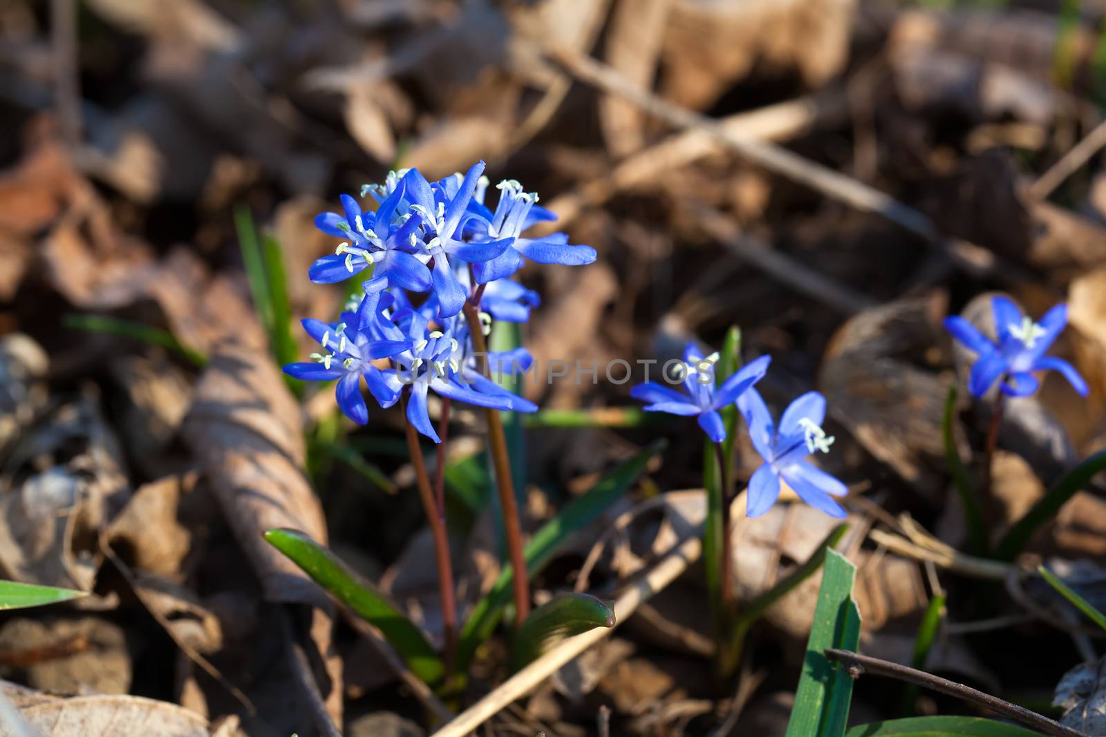 Siberian squill blue flowers in spring by motorolka