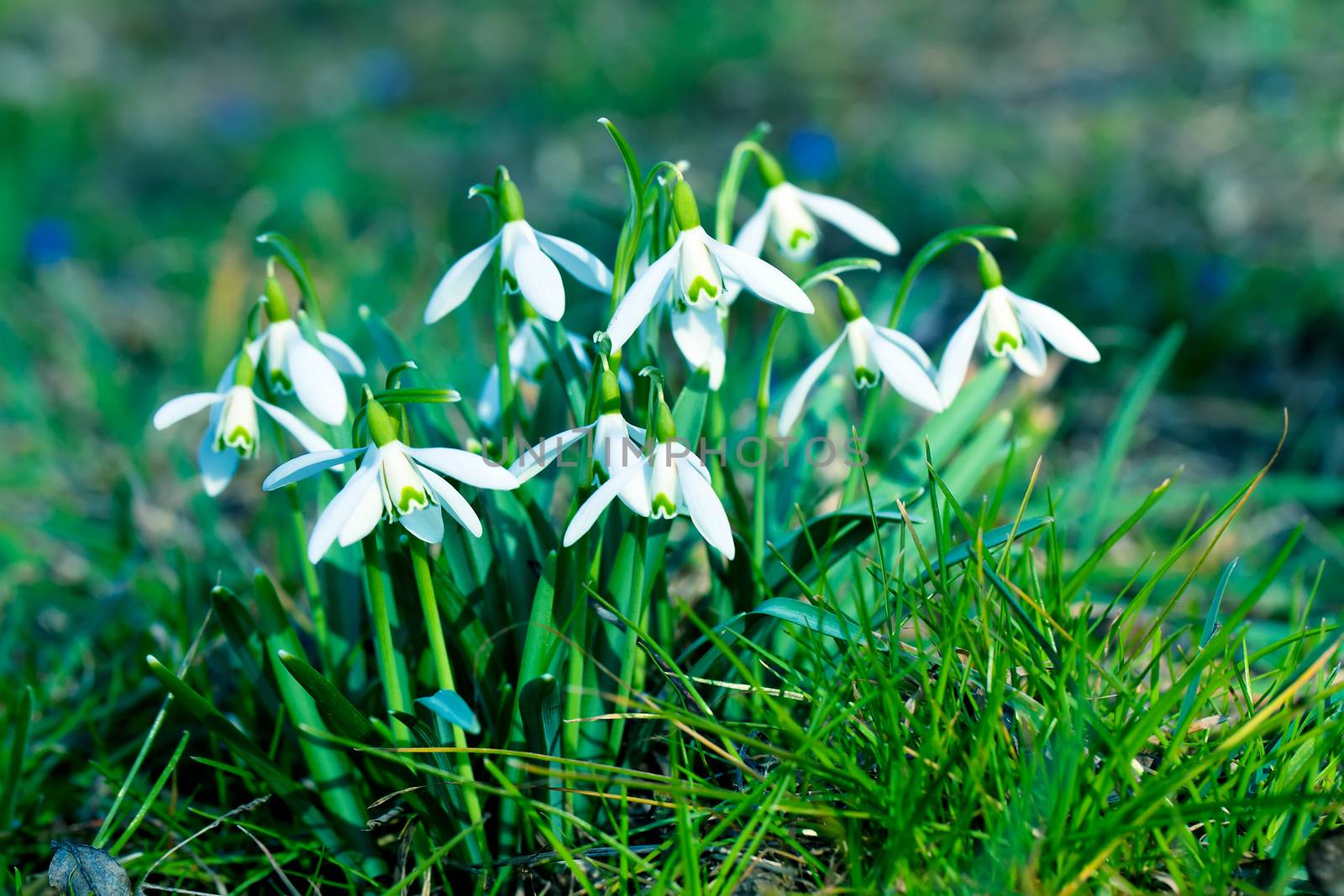 close up snowdrop flowers in spring by motorolka