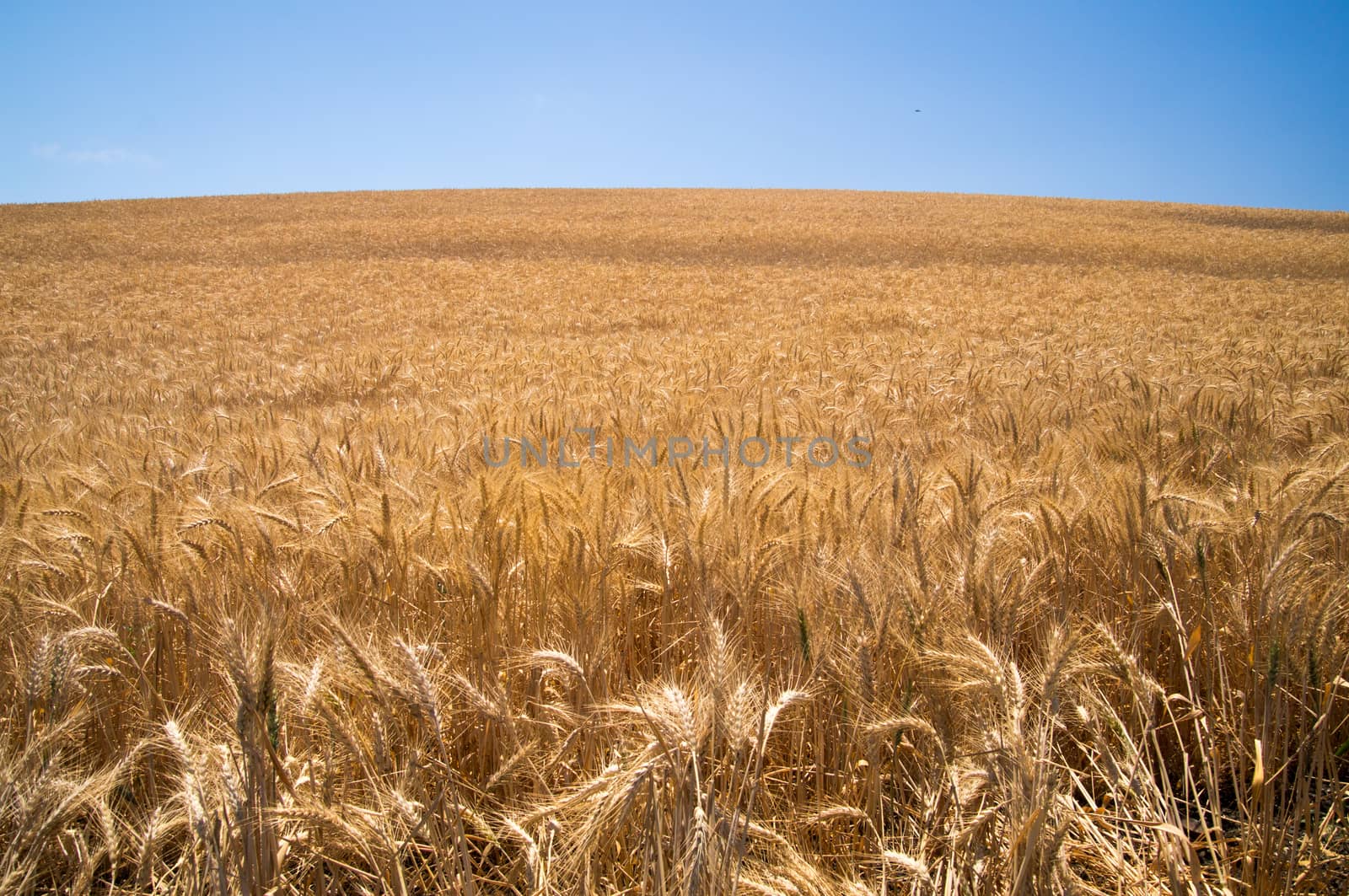 Wheat glows in sunshine