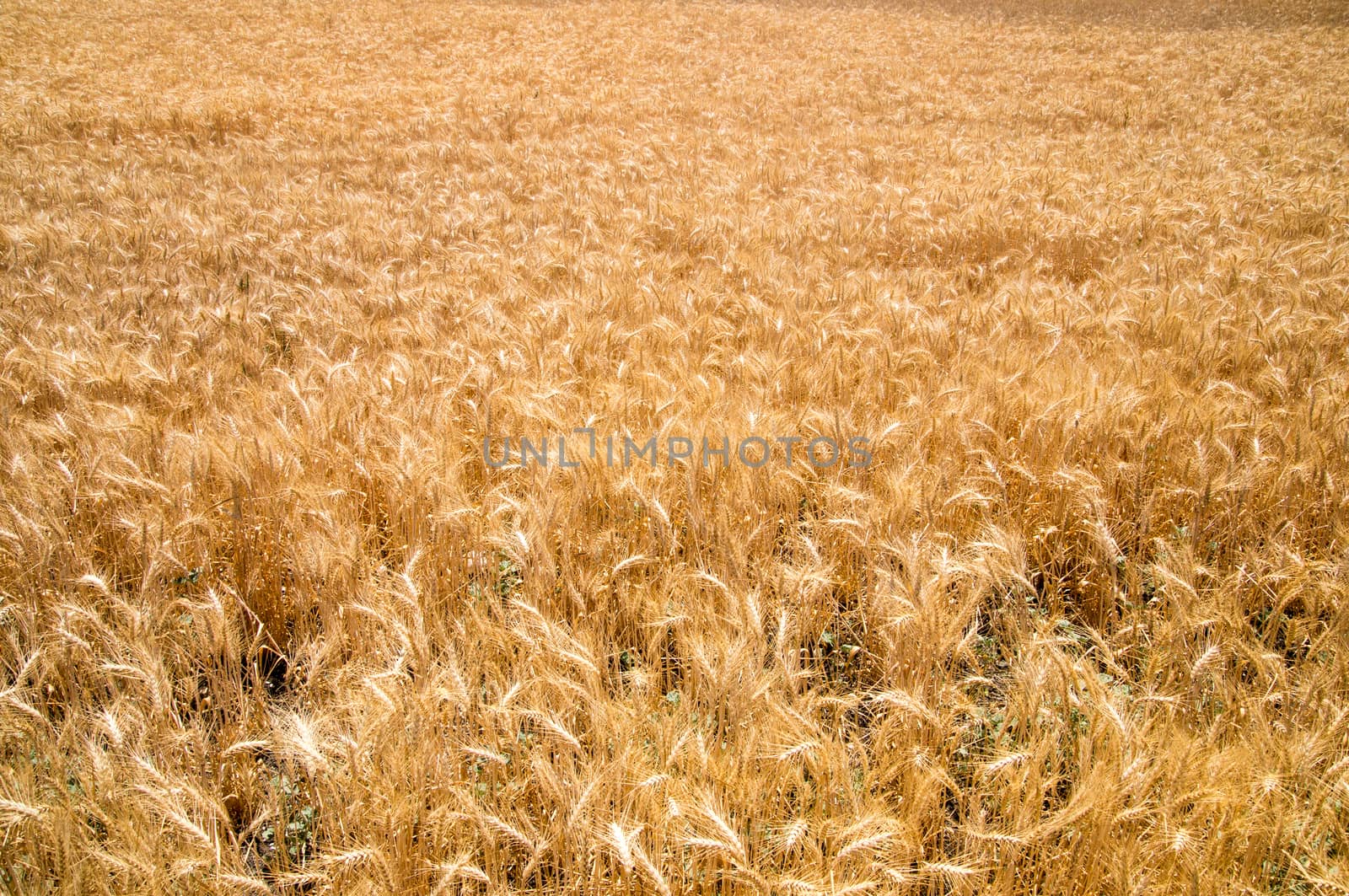 Wheat glows in California sunshine