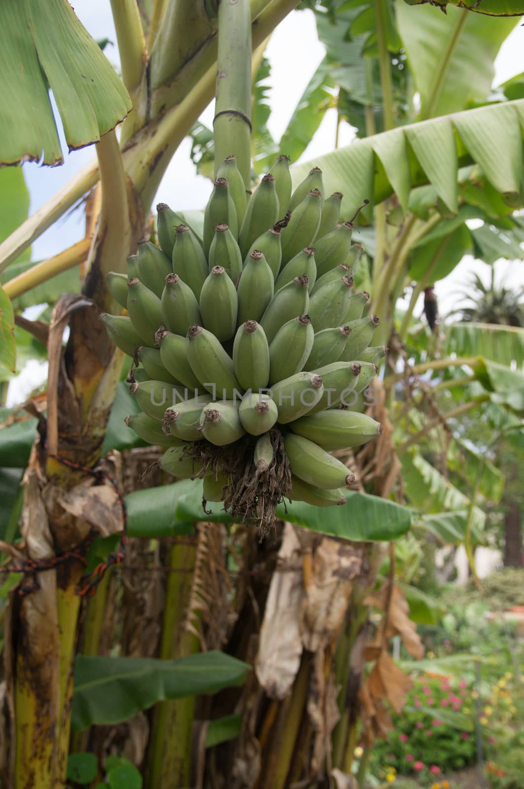 Bananas in a bunch on tree