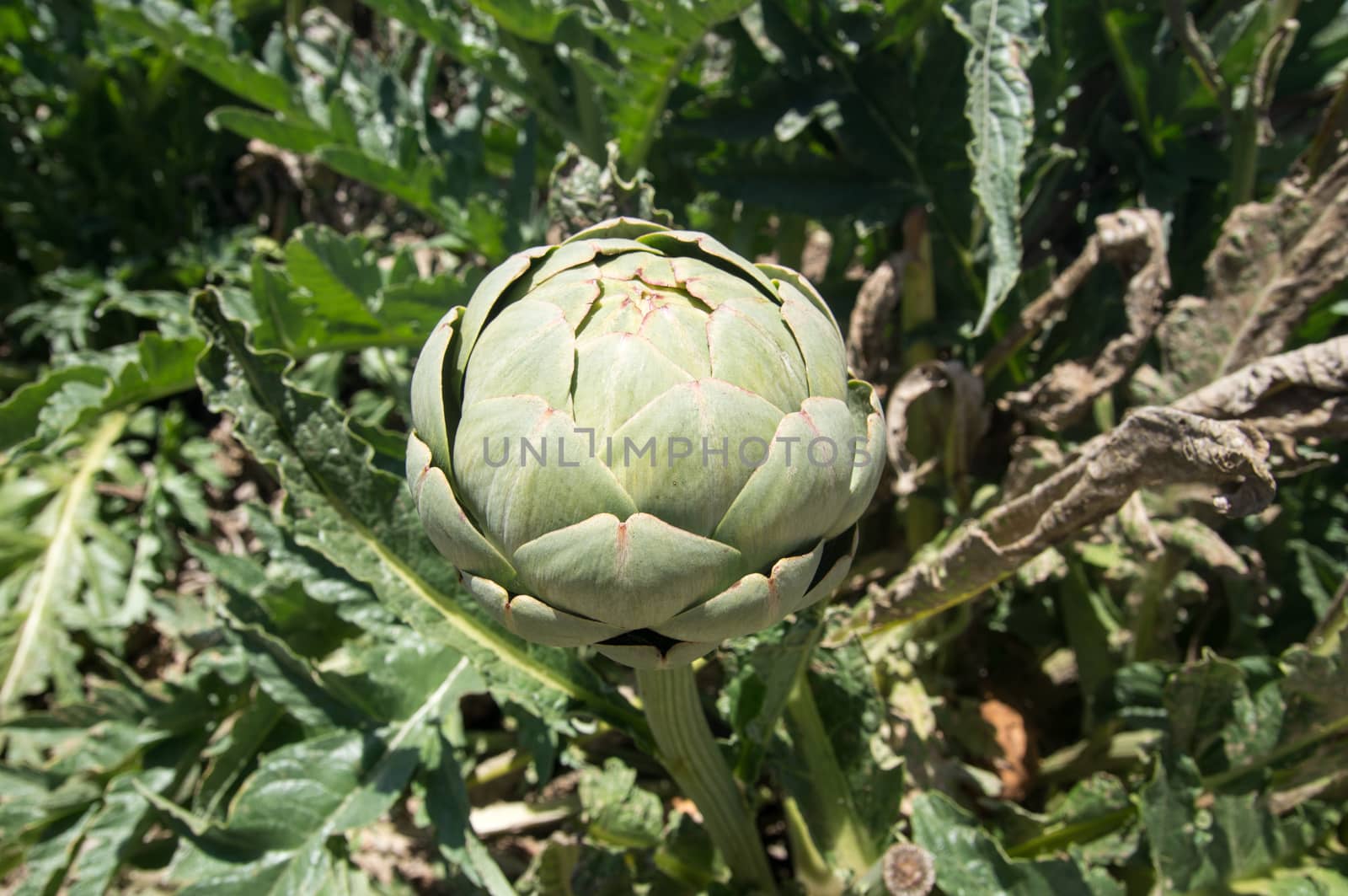 Large Artichoke by emattil