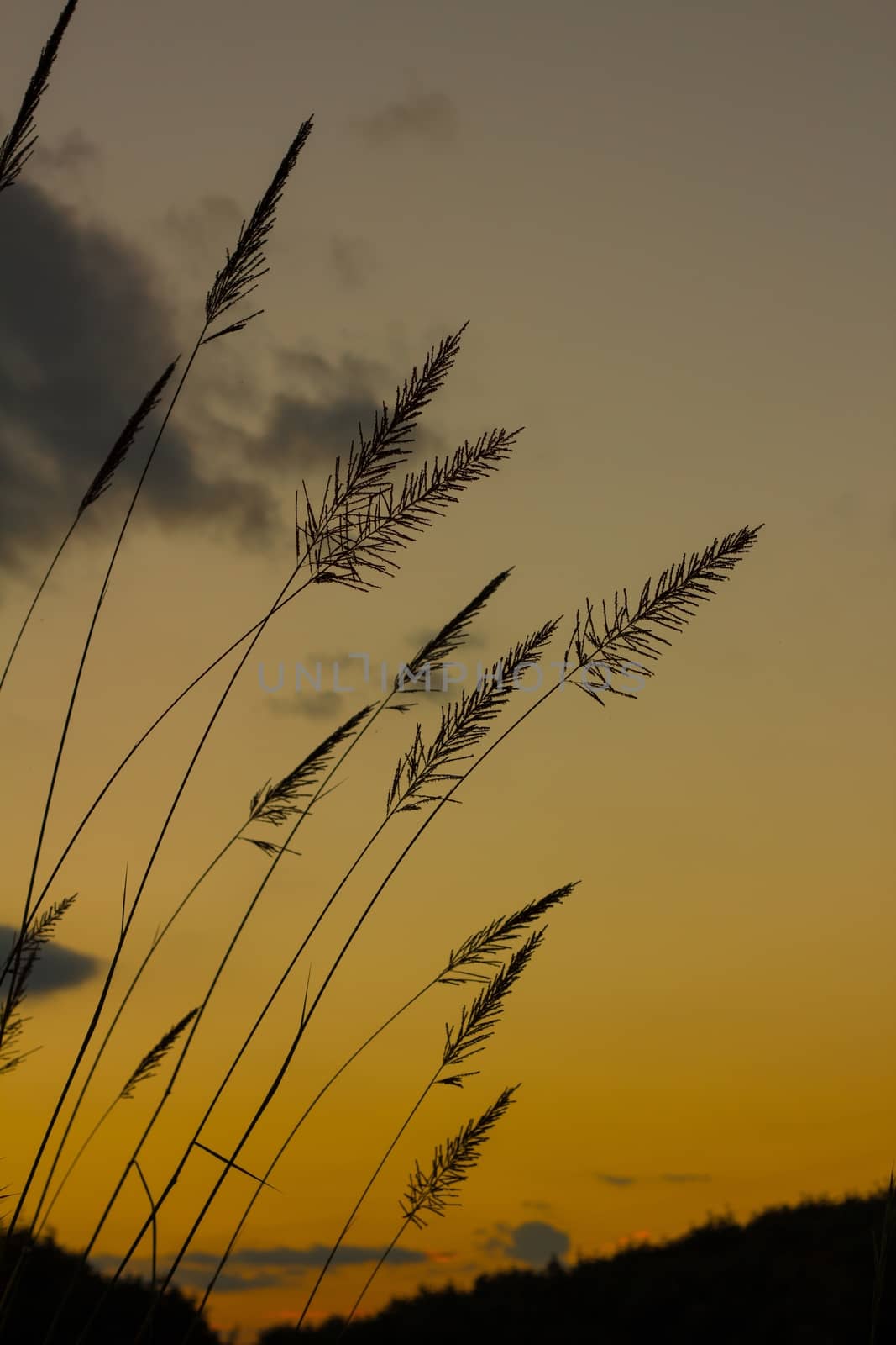 silhouette Fountain Grass flower against a sunset background.