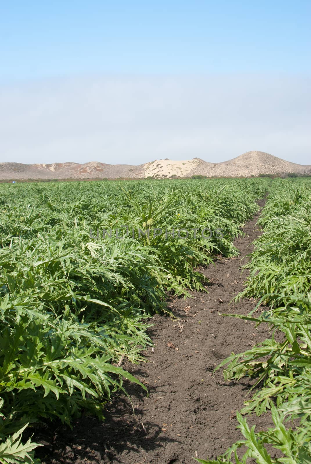 Fog over artichoke crop in California