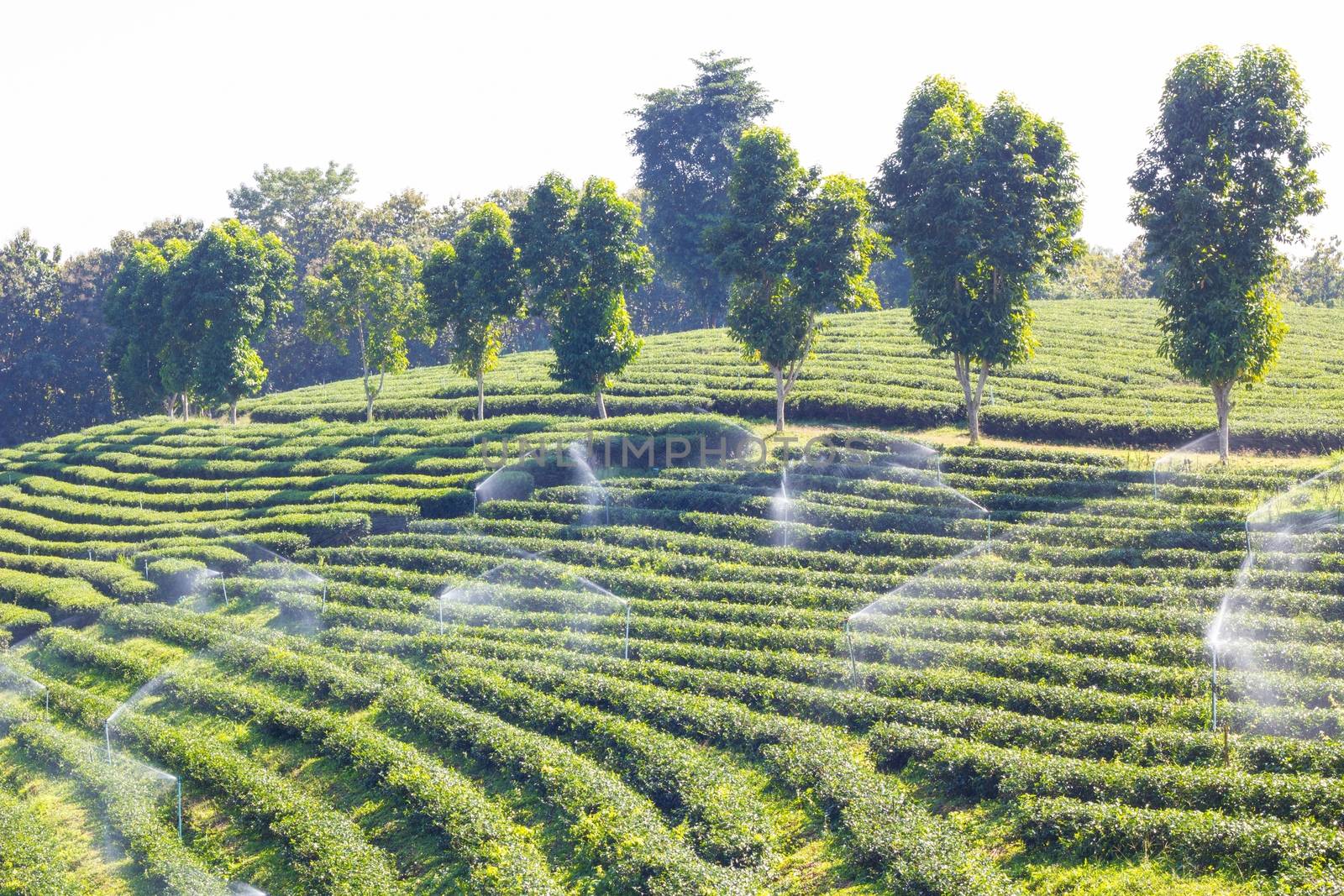 Row of green-tea trees in farm, with sprinklers, wide angle shot.