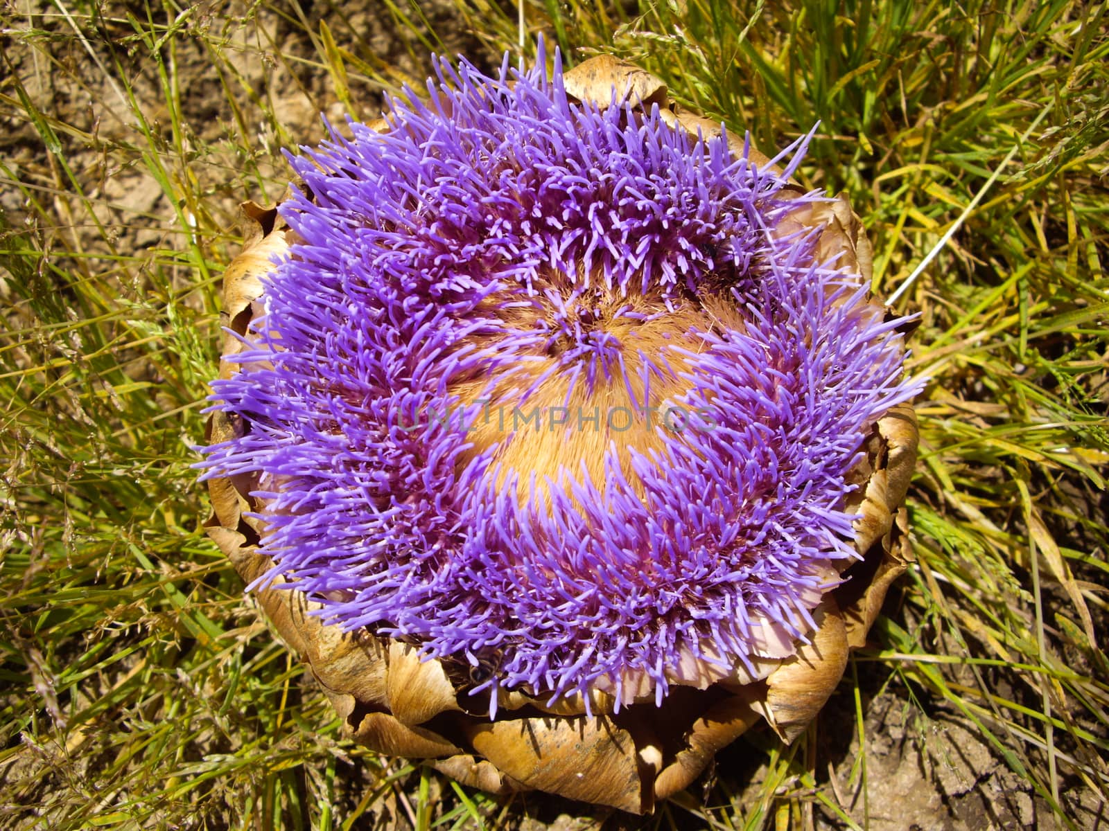 Decaying artichoke flowers purple by emattil
