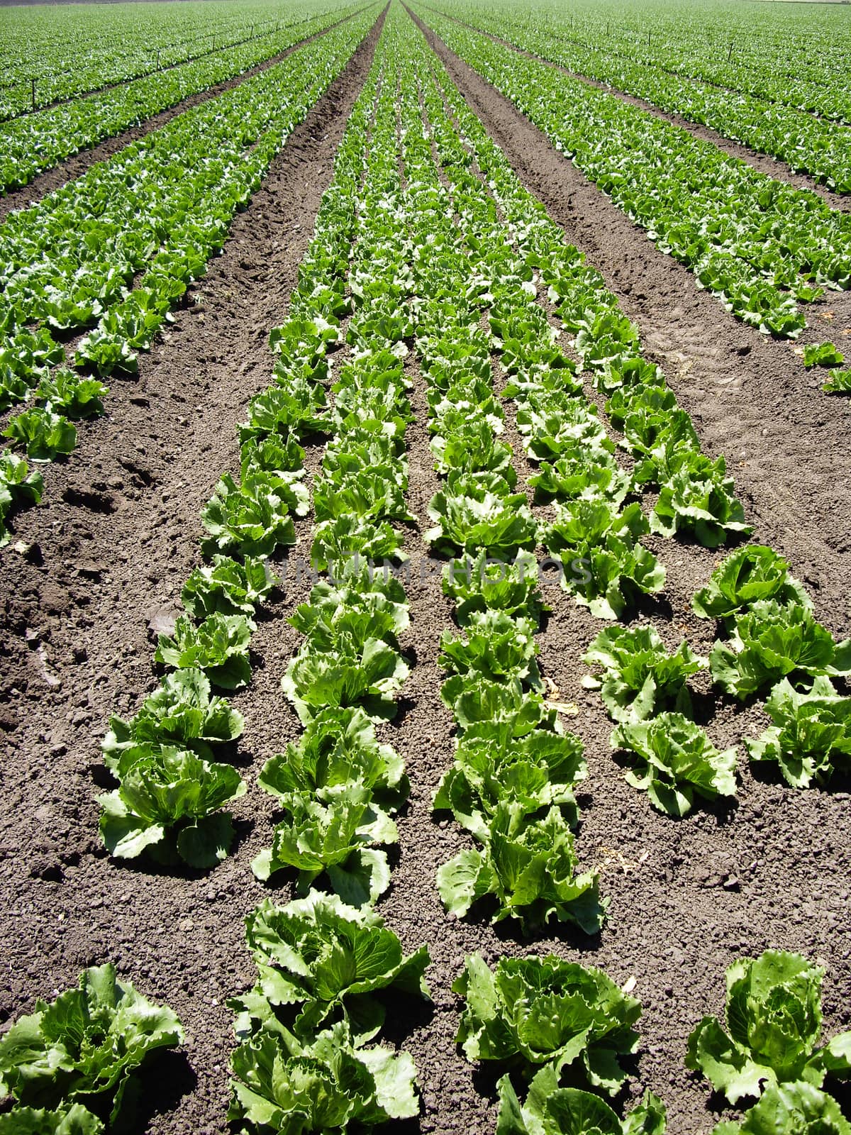 Crop of lettuce in California
