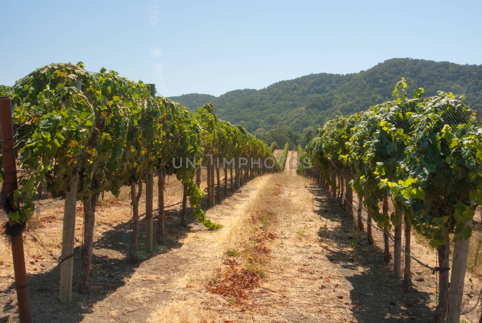 Lush green vineyards of California by emattil