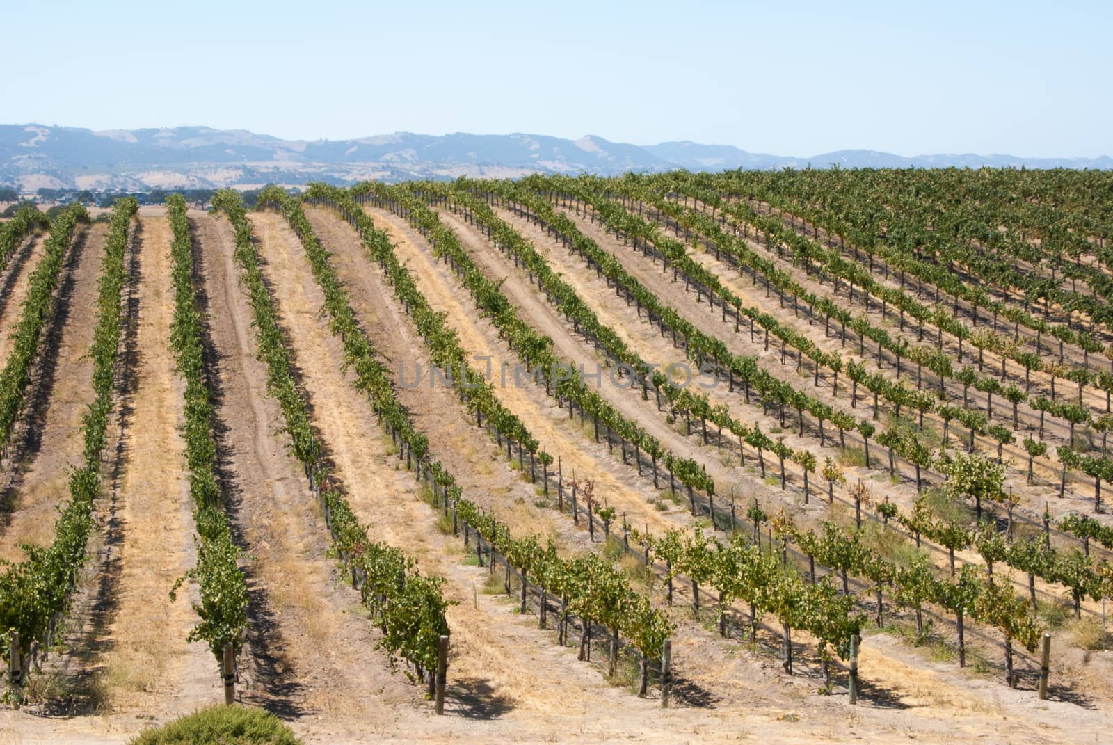 Grapevives on sloping hill of California