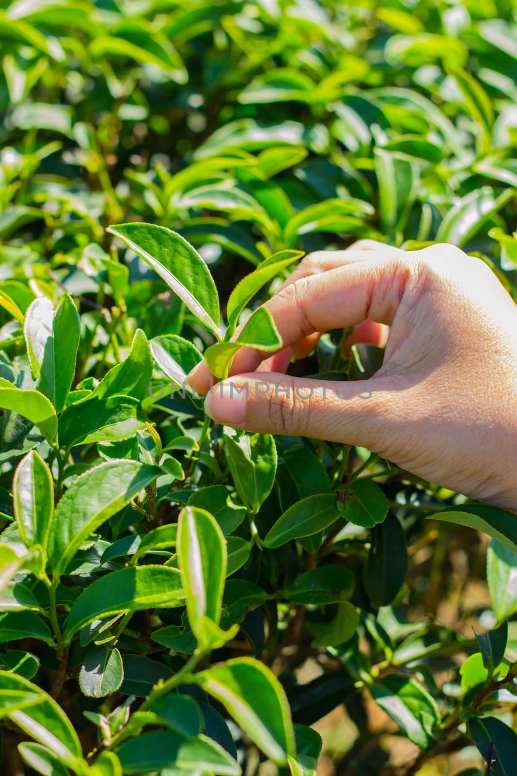 hand of woman plucking fresh green tea leaf
