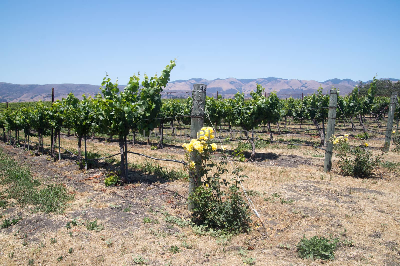 California grapevines and yellow roses