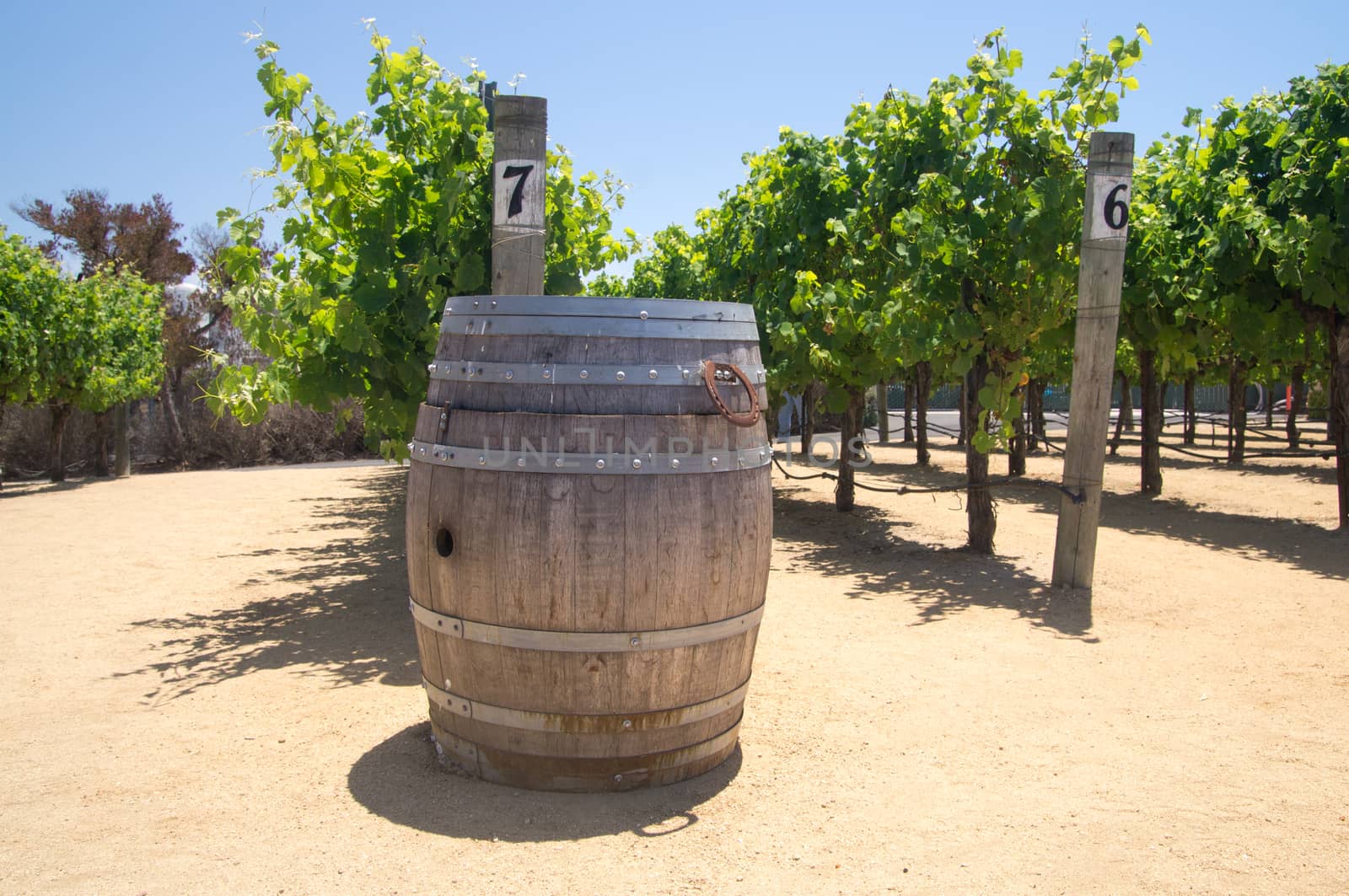 Wine barrel and Grapevines by emattil