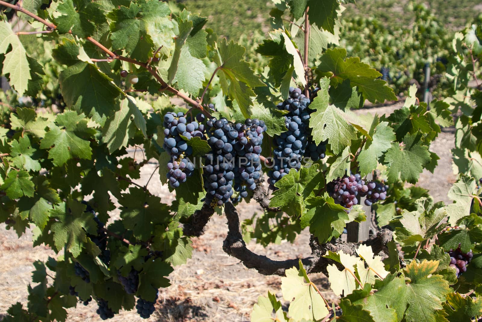 Ripe black California grapes by emattil