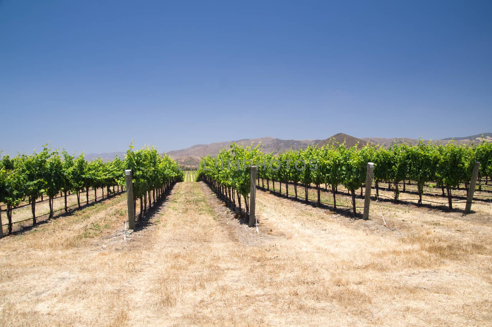 Rows of Grapevines in California desert by emattil