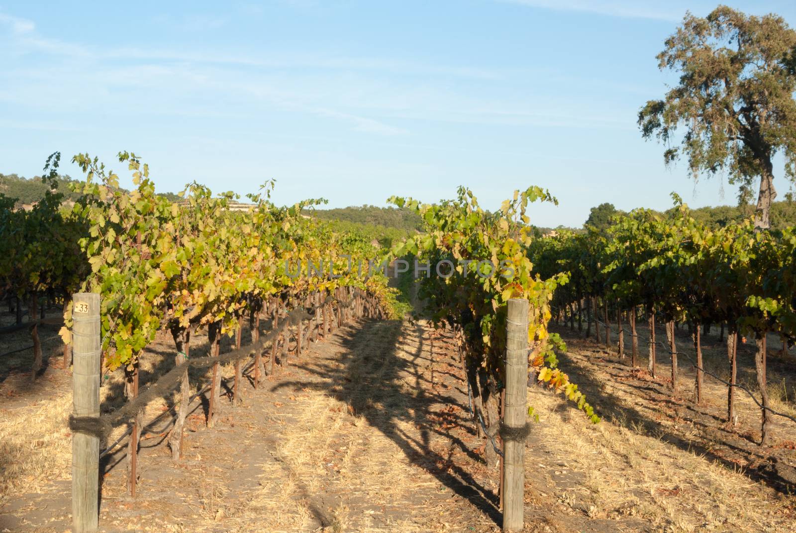 Grapevines in Califonia  by emattil