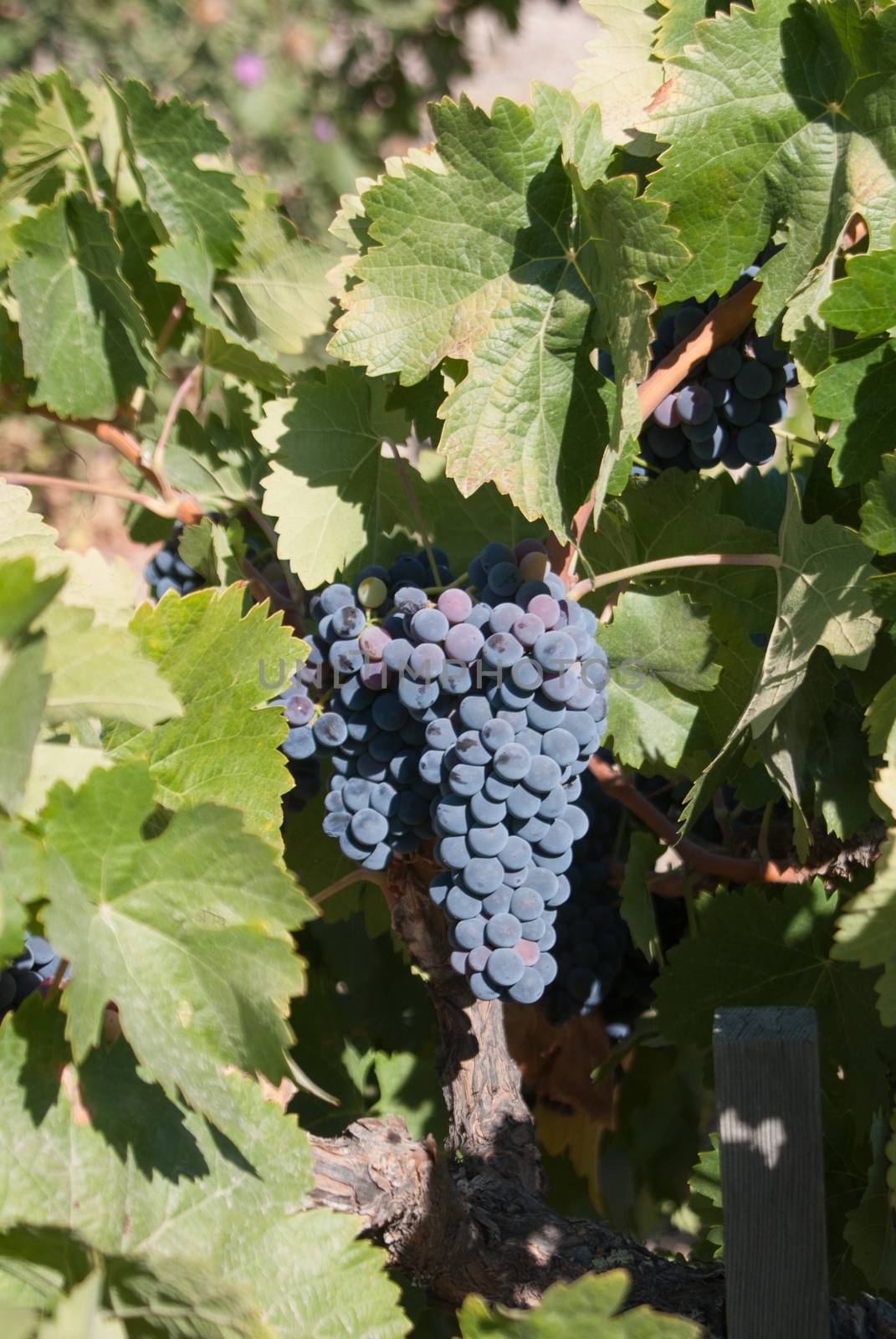 California grapes are ready for picking