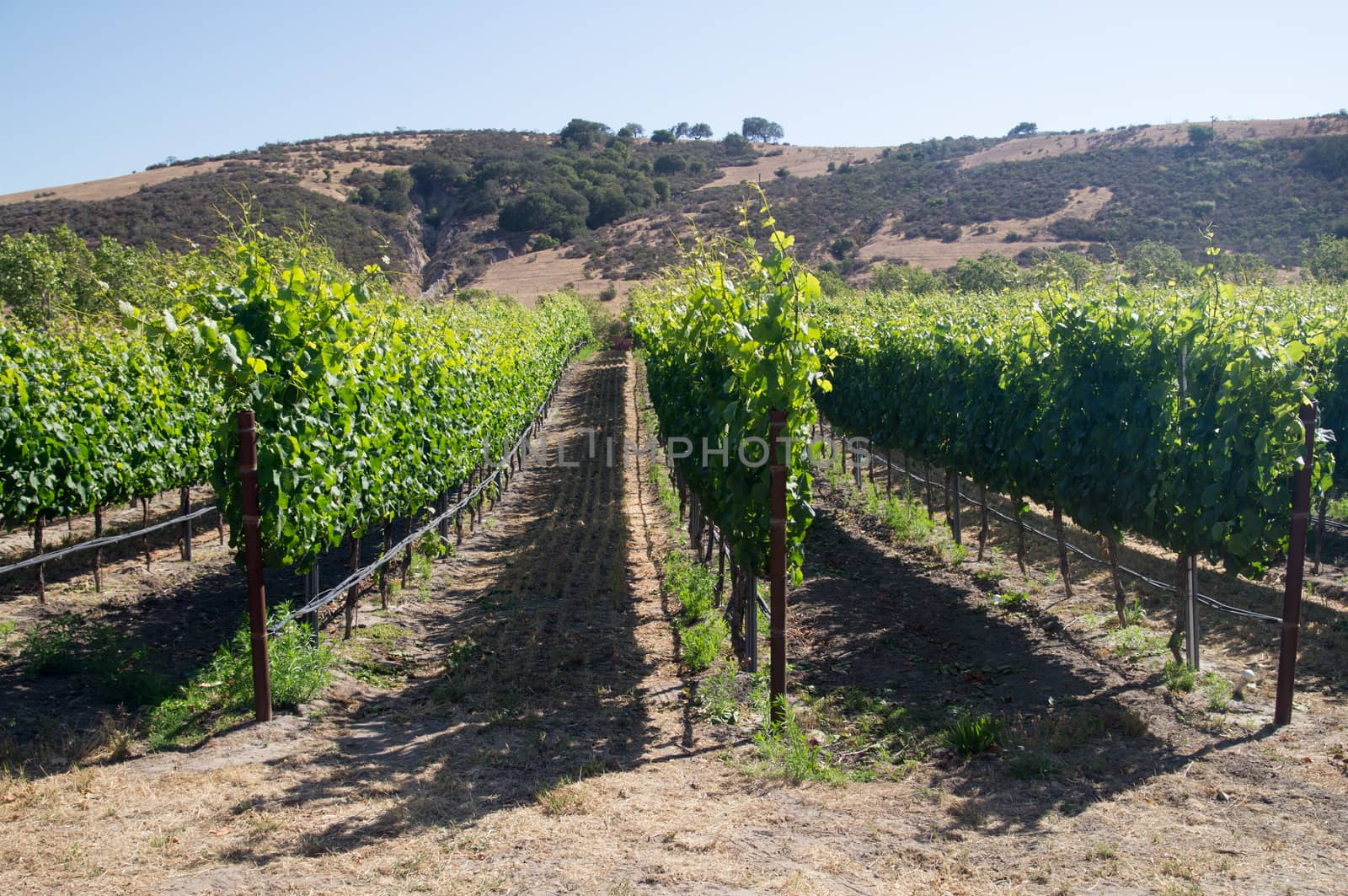 Rows of grapevines in California in Summer