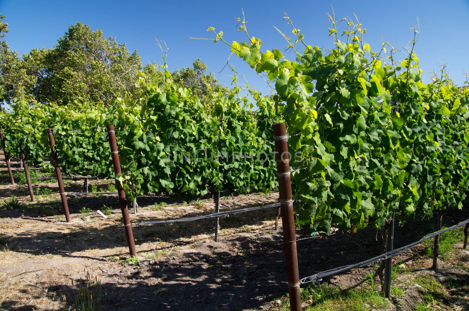 California grape crop in Summer