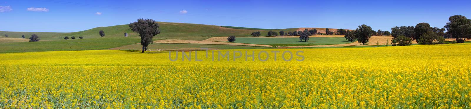 Flowering canola and cultivated wheat and tilled crops of farmland in country NSW